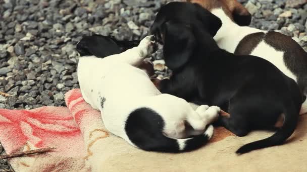 ダックスフント犬の夏の庭 — ストック動画
