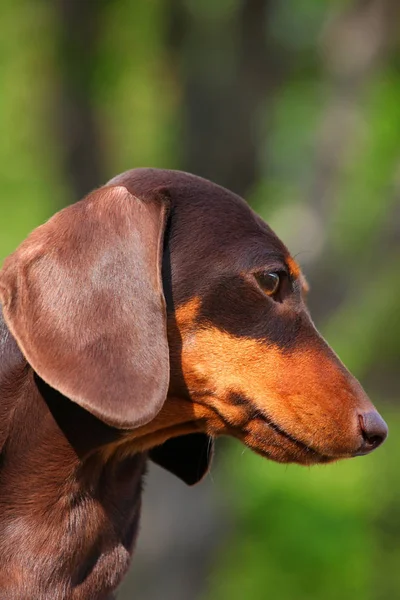 Teckel Hond Zomertuin — Stockfoto