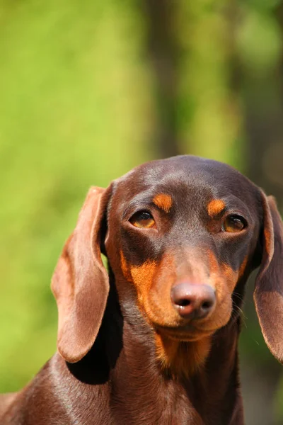 Dackel Hund Sommergarten — Stockfoto