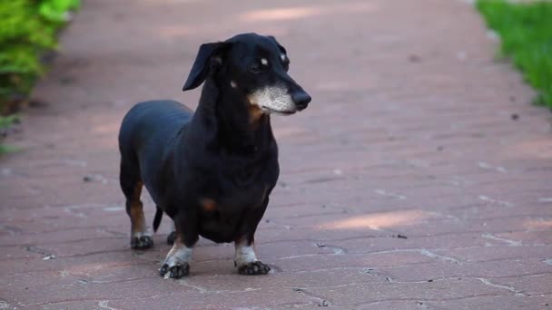 Dachshund Dog Jardim Verão — Vídeo de Stock