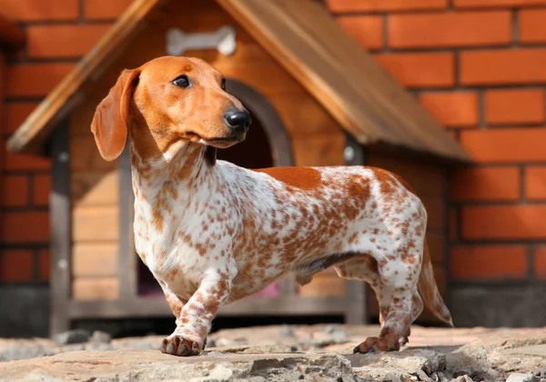Teckel Hond Zomertuin — Stockfoto