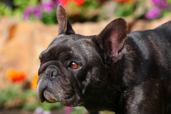 Black French Bulldog Garden — Stock Photo, Image