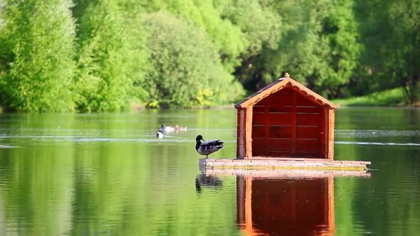 Patos Casa Madera Lago Verano — Vídeo de stock