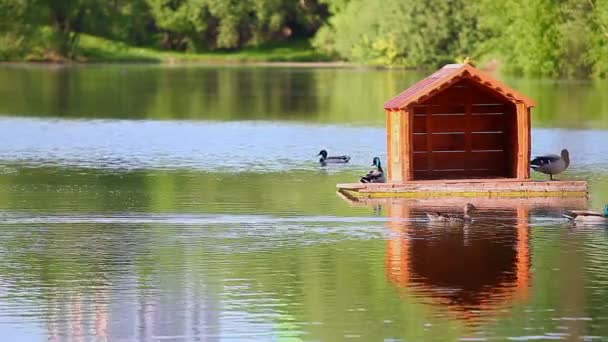 Patos Casa Madera Lago Verano — Vídeo de stock