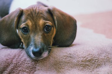 Dachshund Köpek Yaz Bahçesi