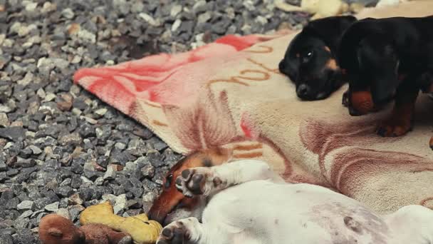 Dachshund Dog Giardino Estivo — Video Stock