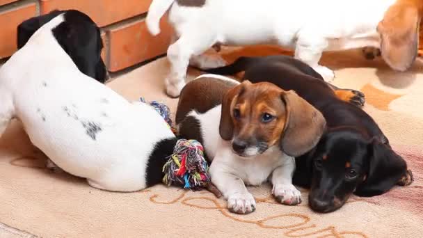 Dachshund Dog Jardim Verão — Vídeo de Stock