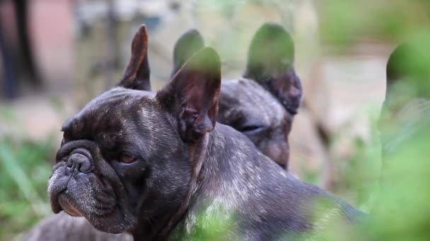 Svart Franska Bulldog Trädgård — Stockvideo