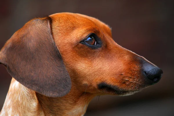 Dachshund Köpek Yaz Bahçesi — Stok fotoğraf