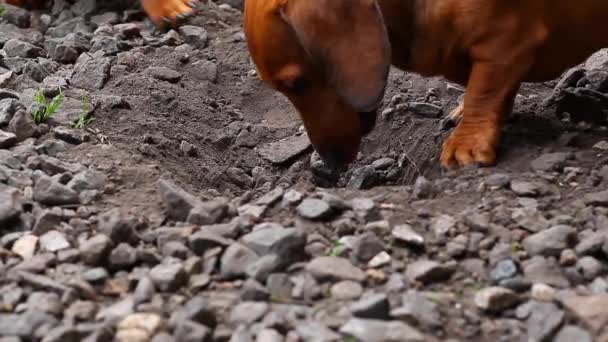 Dachshund Dog Summer Garden — Stock Video