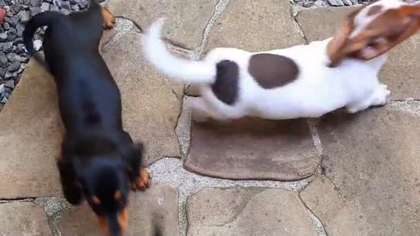 Dackel Hund Sommergarten — Stockvideo