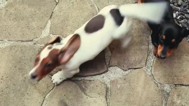 Dachshund Dog Jardin Été — Video