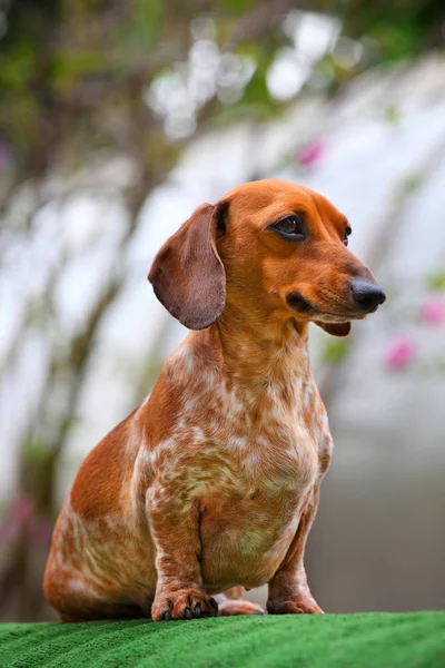 Dachshund Dog Jardim Verão — Fotografia de Stock