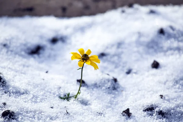 Flor Nieve Hielo Fondo Del Suelo —  Fotos de Stock