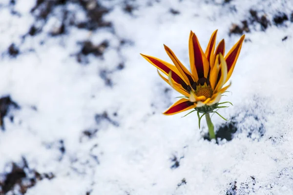 Flor Nieve Hielo Fondo Del Suelo —  Fotos de Stock