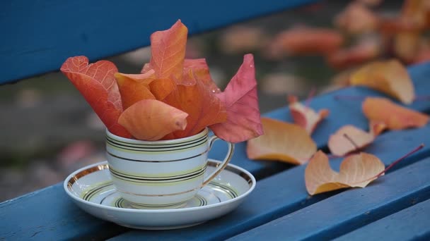 Çay Fincanı Sonbahar Yaprağı Bankı Görüntüleri — Stok video