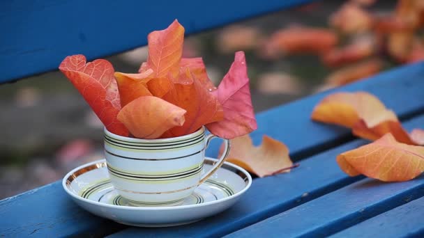 Tea Cup Autumn Leaf Bench Footage — Stock Video