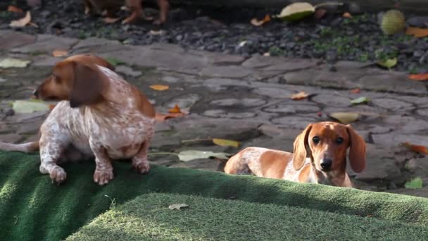 Cão Parque Pedra Estrada Fundo — Vídeo de Stock