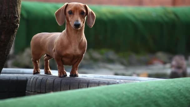 Perro Parque Coche Neumático Fondo — Vídeo de stock