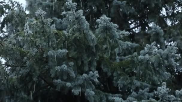 Schnee Wind Tanne Baum Hintergrund Filmmaterial — Stockvideo