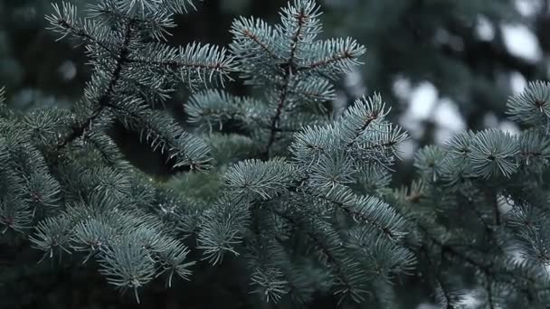 雪の風モミの木の背景Hd映像 — ストック動画