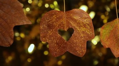 Sonbahar kuru yaprak altın bokeh hd görüntüleri 