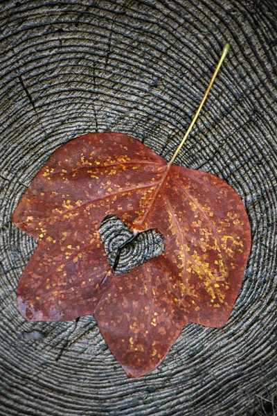 Herfst Blad Boom Stub Achtergrond — Stockfoto