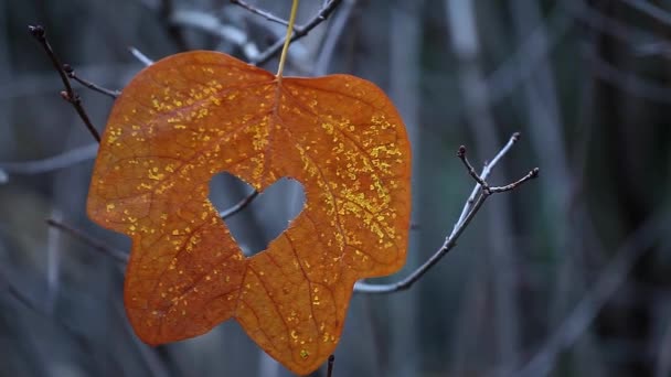 Otoño Hoja Viento Árbol Fondo Material Archivo — Vídeos de Stock