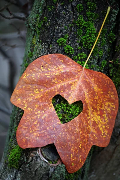 Sonbahar Yaprağı Ağaç Yosun Arkaplanı — Stok fotoğraf