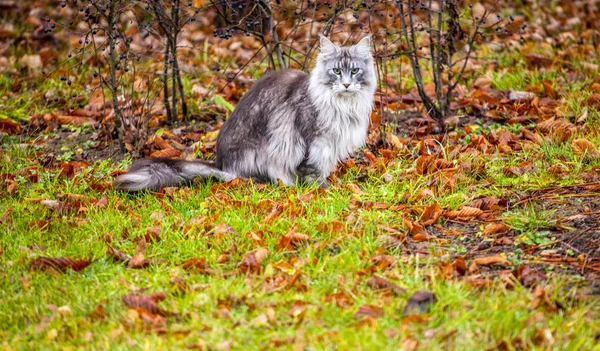 Kot Portret Trawa Jesień Liść — Zdjęcie stockowe