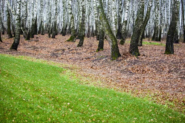 秋季森林绿树背景 — 图库照片