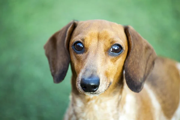 犬の肖像緑の草の背景 — ストック写真