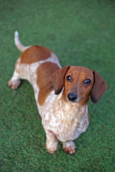 Portrait Chien Vert Fond Herbe — Photo