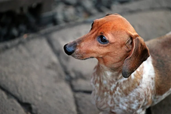 Hond Portret Steen Weg Achtergrond — Stockfoto