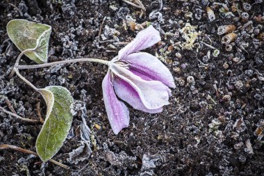 donmuş çiçek buz zemin arkaplanı 