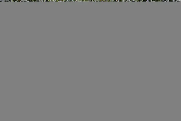 Замороженная Трава Листьев — стоковое фото