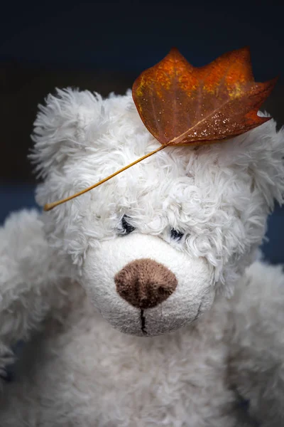 Vlna Medvěd Podzim List Tmavé Pozadí — Stock fotografie