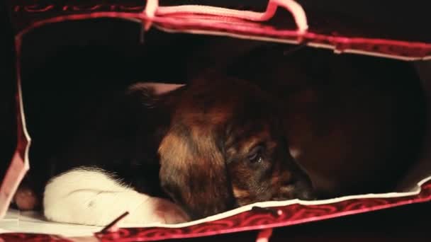 Puppy Portret Geschenk Pakket Tafel Beeldmateriaal — Stockvideo