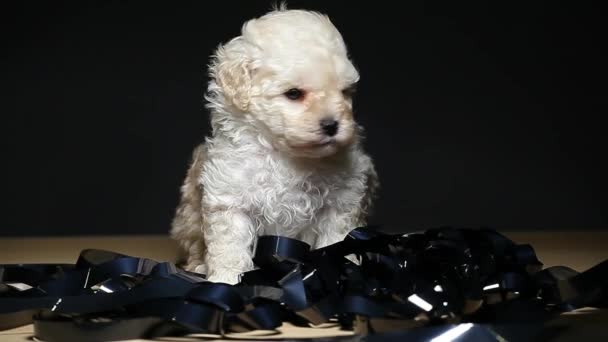 Cachorro Retrato Vídeo Película Mesa Metraje — Vídeos de Stock