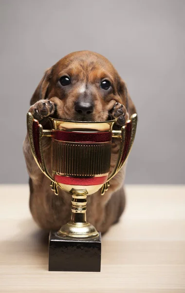 Retrato Cachorro Mesa Taza Oro — Foto de Stock