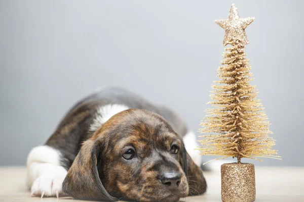 Puppy Portret Miniatuur Dennenboom — Stockfoto