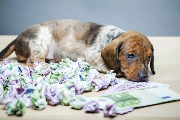 puppy portrait money table background