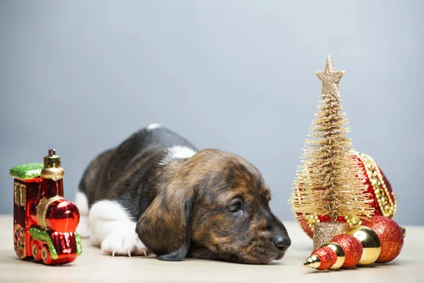 Cachorro Retrato Nuevo Año Juguete Mesa Fondo —  Fotos de Stock