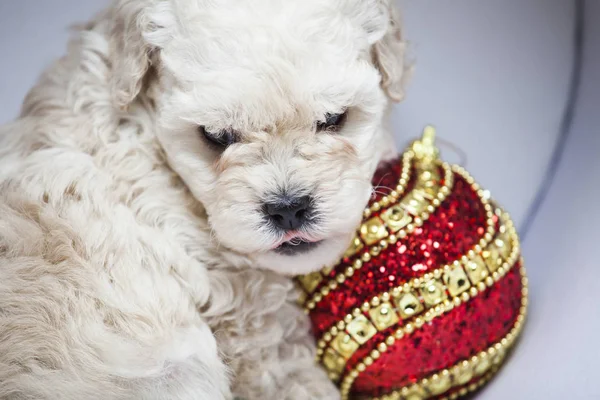 Puppy Portret Nieuw Jaar Speelgoed — Stockfoto