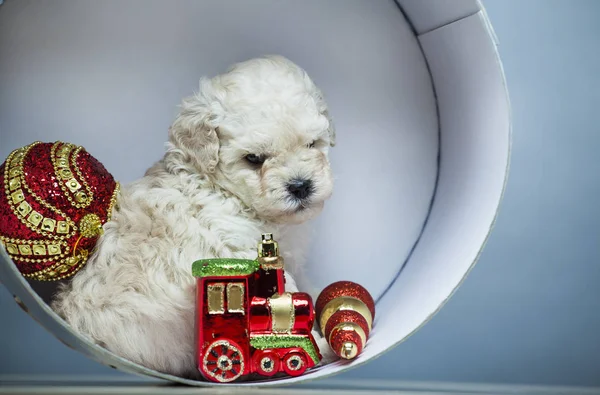 Puppy Portrait New Year Toy Box Wooden Table — Stock Photo, Image