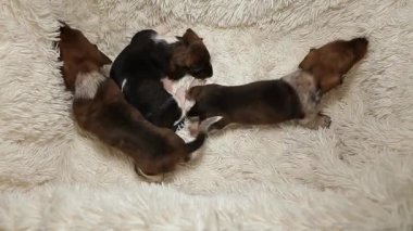 yavru köpek portresi ekose arka plan HD görüntüleri 