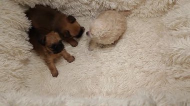 yavru köpek portresi ekose arka plan HD görüntüleri 