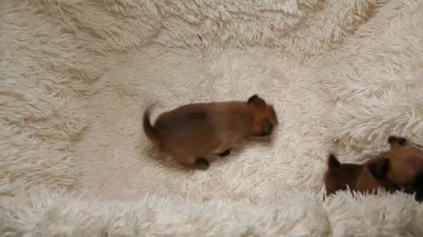 yavru köpek portresi ekose arka plan HD görüntüleri 