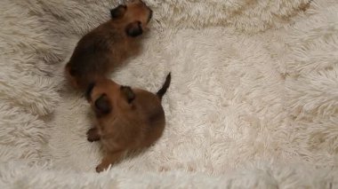 yavru köpek portresi ekose arka plan HD görüntüleri 