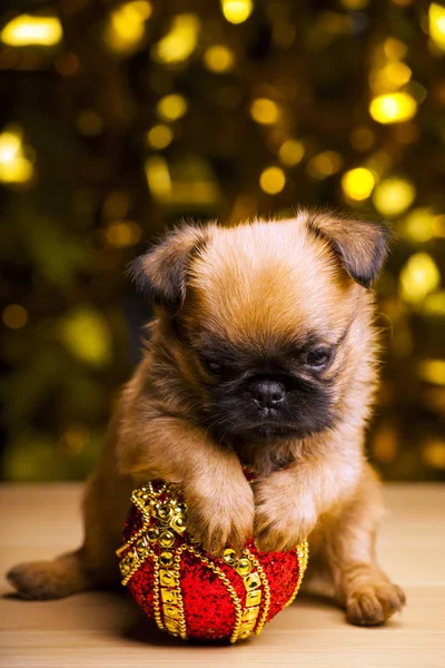 Puppy Portrait New Year Toy Gold Bokeh Table — Stock Photo, Image